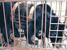 Ailing bear in painful harness